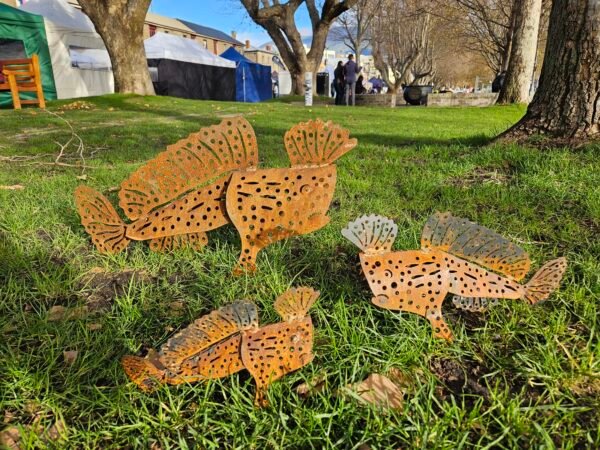 Spotted handfish - Image 2