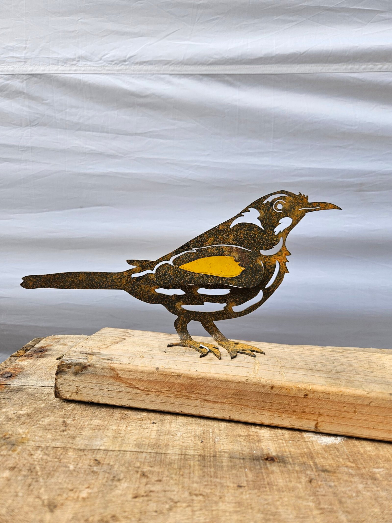 New Holland honeyeater (with stained glass)