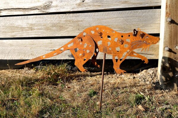 Spotted-tailed quoll