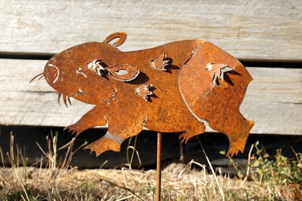 Wombat joey - Image 2