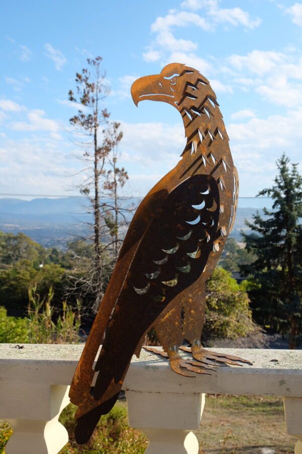 Wedge-tailed eagle - Image 4