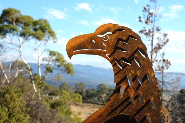 Wedge-tailed eagle